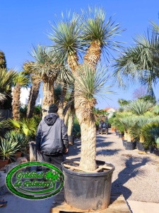 Yucca Elata trunchi 225cm TRIPLU