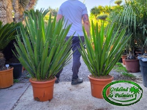 Yucca Faxoniana - Faxon yucca 100-120cm inaltime totala