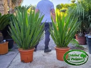 Yucca Faxoniana - Faxon yucca 100-120cm inaltime totala