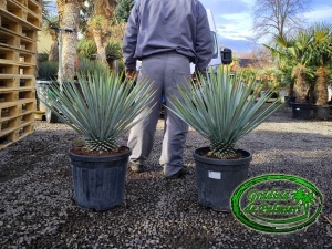 Yucca Rigida trunchi 10-20cm