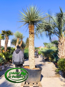 Yucca Rigida trunchi 220cm