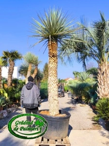Yucca Rigida trunchi 220cm