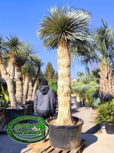 Yucca Rostrata trunchi 220cm Blue Swan