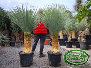 Yucca Rostrata trunchi 60-70cm
