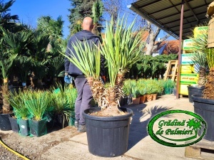 Yucca Schotti MULTI
