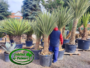 Yucca Torreyi