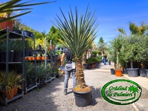 Yucca Treculeana var. 1