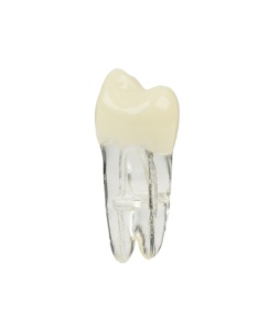 Dinte pentru practică – premolar maxilar 14, simulare preclinică