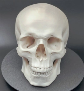 Craniu uman, scanat și printat 3D - Img 3