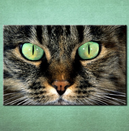 Slika na platnu Mačka Nina3045_P