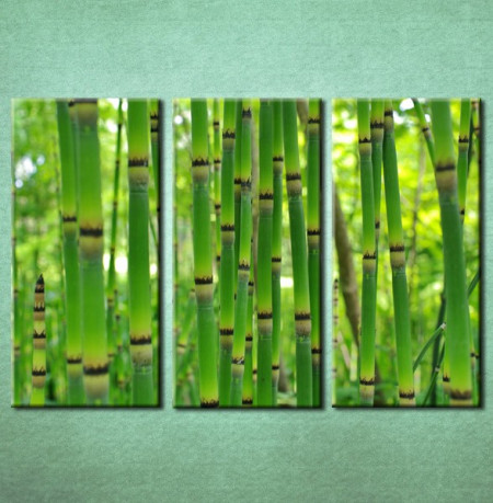 Slike na platnu Bambus Nina3093_3