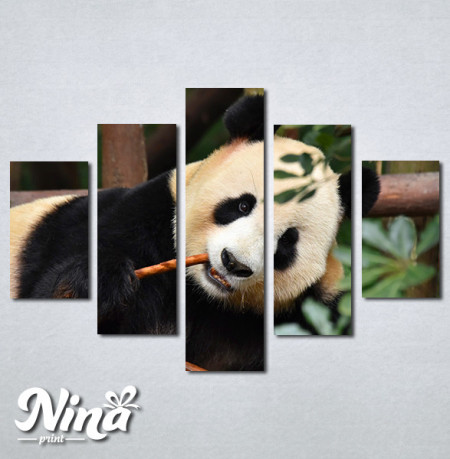 Slike na platnu Panda Nina268_5