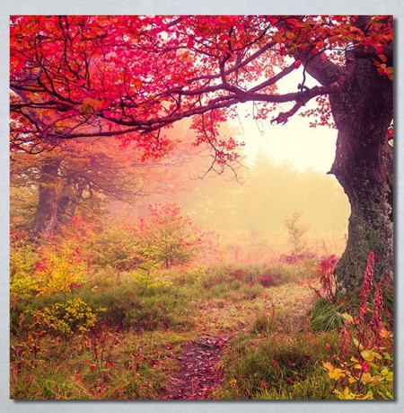 Slike na platnu Prelepa jesen u šumi Nina30244