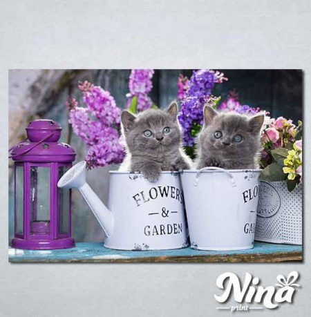 Slike na platnu Sive mačke Nina311_P