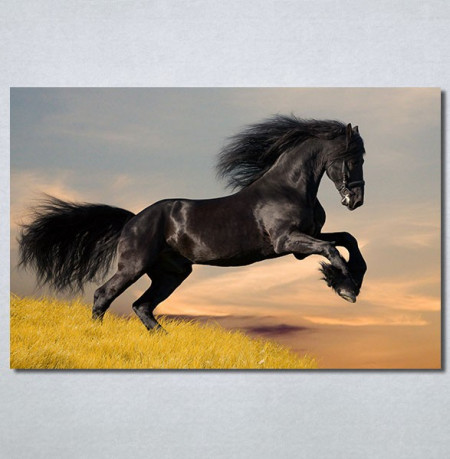 Slike na platnu Black horse Nina30296_P