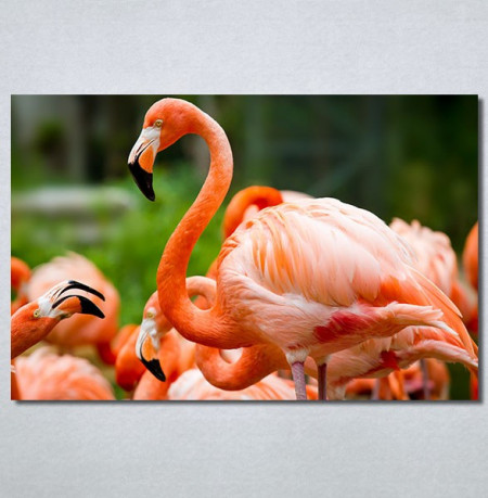 Slike na platnu Flamingo ptica Nina30256_P