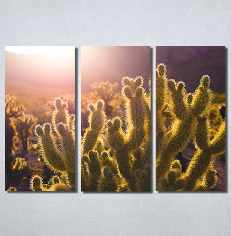 Slike na platnu Kaktusi Nina30170_3