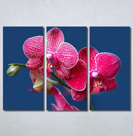 Slike na platnu Pink Orhideja Nina30290_3