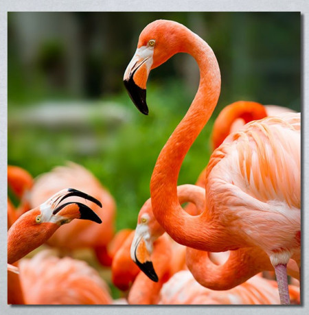Slike na platnu Flamingo ptica Nina30256