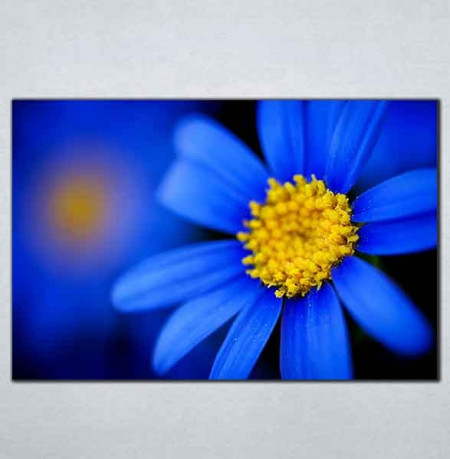 Slike na platnu Plavi cvet Nina095_P