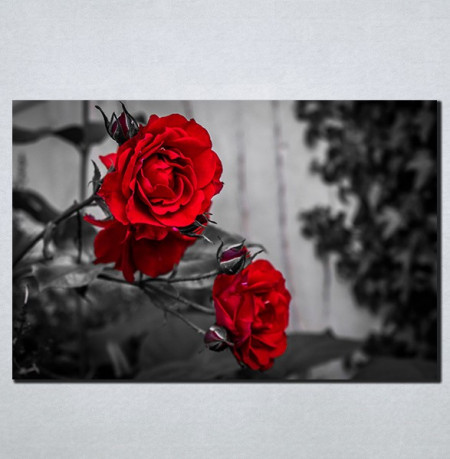 Slike na platnu Crvene ruže Nina098_P