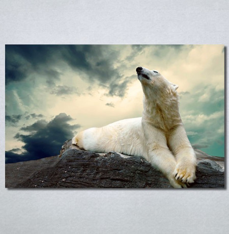 Slike na platnu Beli medved Nina30300_P