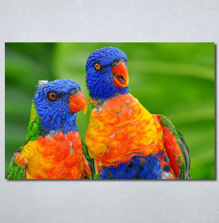 Slike na platnu Dva papagaja Nina30313_P