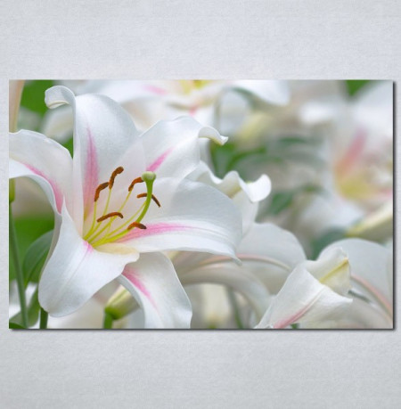 Slike na platnu Veliki beli cvet Nina 130_P