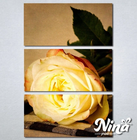 Slike na platnu Zuta ruza Nina242_3 - Img 2