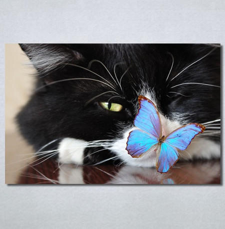 Slike na platnu Mačka i leptir Nina30250_P