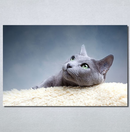 Slike na platnu Siva mačka Nina30148_P