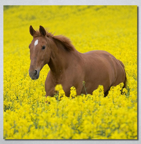 Slike na platnu Konj na zutoj poljani Nina30264