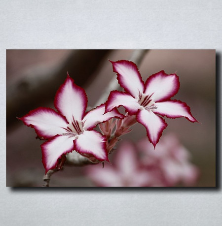 Slike na platnu Neobican cvet Nina175_P