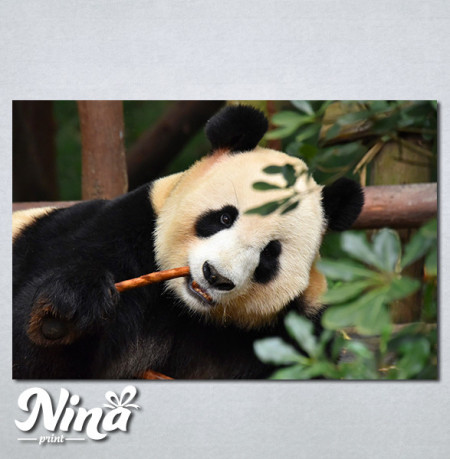 Slike na platnu Panda Nina268_P