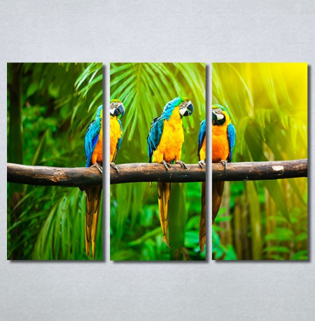 Slike na platnu Papagaji Are Nina30249_3