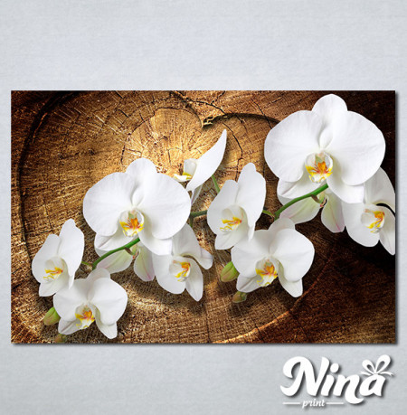 Slike na platnu Bele orhideje Nina323_P