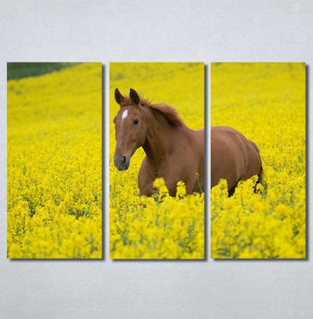 Slike na platnu Konj na žutoj poljani Nina30264_3
