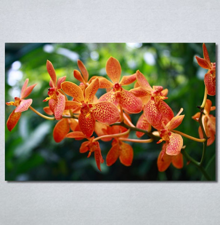 Slike na platnu Narandžasti cvet Nina30233_P