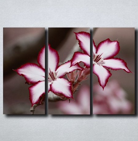 Slike na platnu Neobican cvet Nina175_3