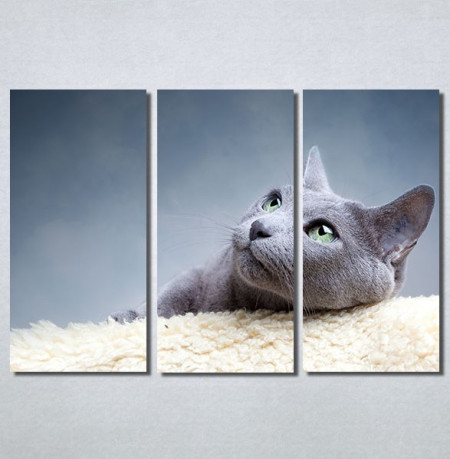 Slike na platnu Siva mačka Nina30148_3