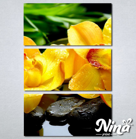 Slike na platnu Žuta orhideja Nina252_3 - Img 2