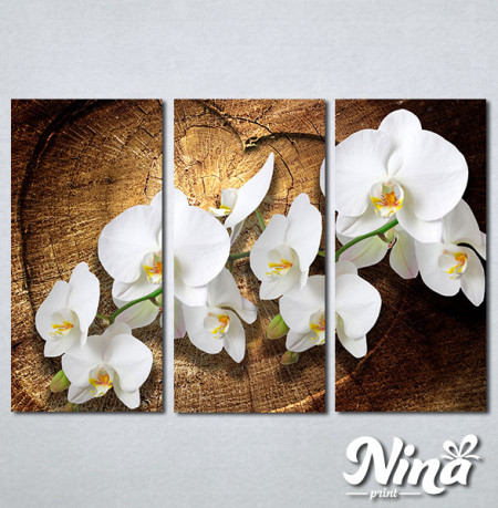 Slike na platnu Bele orhideje Nina323_3