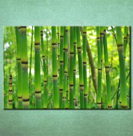 Slike na platnu Bambus Nina3093_P