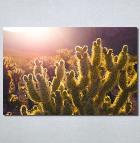 Slike na platnu Kaktusi Nina30170_P