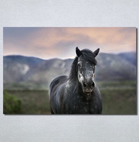 Slike na platnu Konj na poljani Nina30205_P