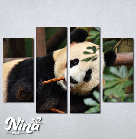 Slike na platnu Panda Nina268_4