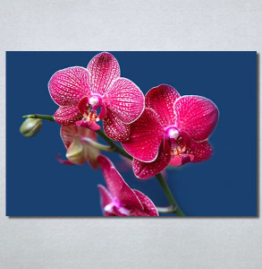 Slike na platnu Pink Orhideja Nina30290_P