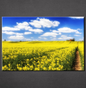 Slike na platnu Žuta poljana Nina3086_P