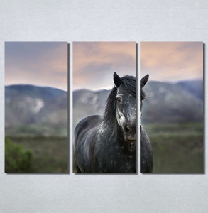 Slike na platnu Konj na poljani Nina30205_3