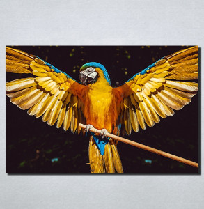 Slike na platnu Papagaj Nina152_P